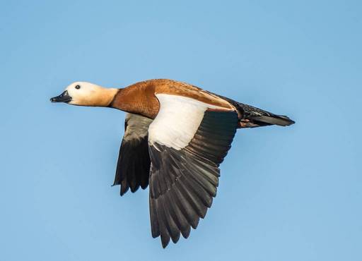 Tadorna ferruginea - Ruddy shelduck